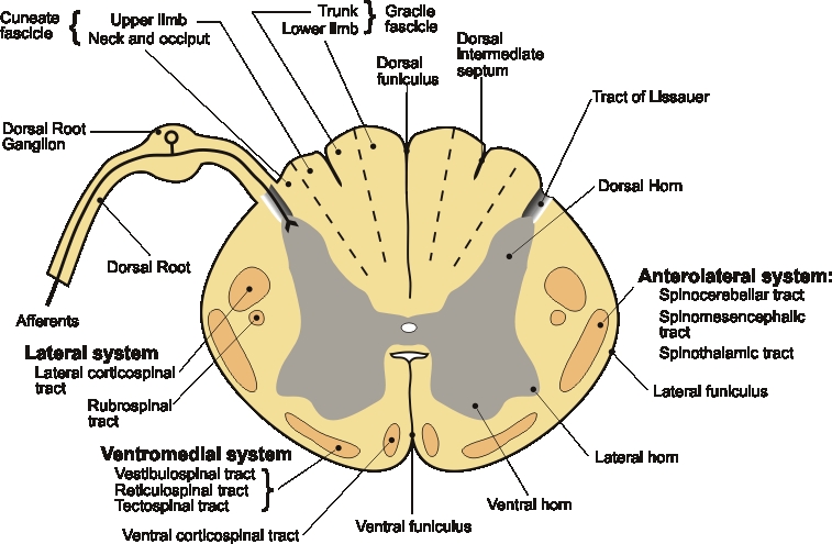 Longest Cell In Human Body Homework Help Science Forums